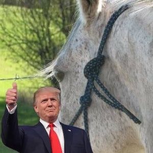 Meet your Posher, Joann